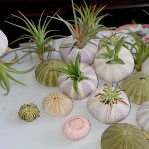 SOLD OUT NEW BABIES  READY IN  SPRING...